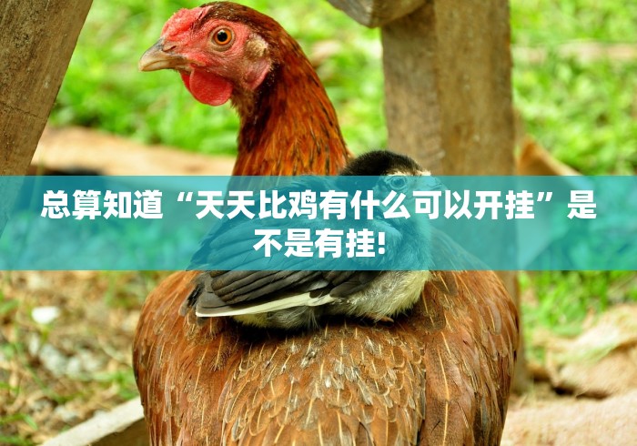 总算知道“天天比鸡有什么可以开挂”是不是有挂! 总算知道“天天比鸡有什么可以开挂”是不是有挂!